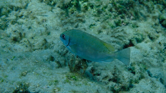 Dusky spinefoot or squaretail rabbitfish (Siganus luridus) undersea, Aegean Sea, Greece, Syros island, Azolimnos beach