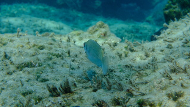 Dusky spinefoot or squaretail rabbitfish (Siganus luridus) undersea, Aegean Sea, Greece, Syros island, Azolimnos beach