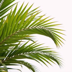 White backdrop features palm leaves rendered in vibrant watercolors