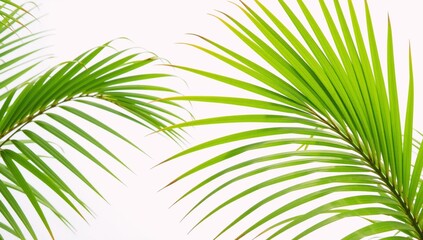 Fototapeta premium White backdrop features palm leaves rendered in vibrant watercolors