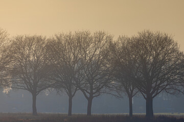 Winter landscape view of bare and leafless trees trunk with warm sunlight in afternoon, Dutch countryside farm with fog and mist, Typical polder with low land and reed plant along water, Netherlands.