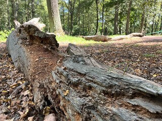 An old fallen tree lying on the ground