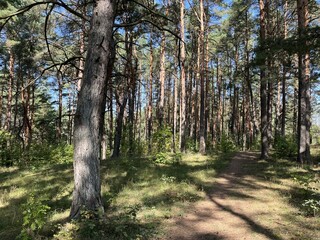 Pine trees in the forest. Sunlight filtering through the branches of pine trees in a lush forest. Nature background