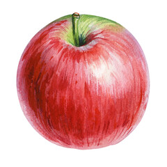 red apple watercolor isolated on white background. apple fruit watercolor botanical illustration