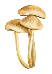 forest mushroom isolated, watercolor illustrations perfect for fall-themed projects, invitations, and decorations. High quality illustration