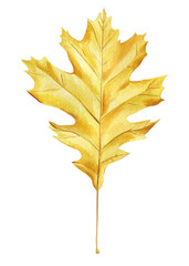 Realistic fall dry oak leaves autumn colors, hand-painted watercolor illustrations for nature-inspired project, autumn  yellow leaf