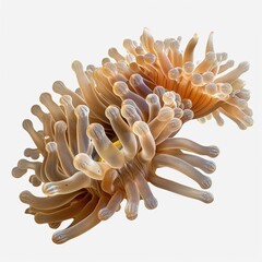 Sea Anemone Pair Isolated on Transparent 