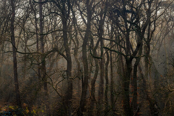Pine forest with tree trunks in winter with morning sunlight and mist, A pine is any conifer in the genus Pinus of the family Pinaceae, Pinus is the sole genus in the subfamily Pinoideae, Netherlands.