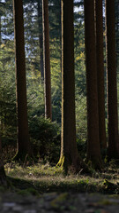 Waldboden Wald baum b&auml;ume natur waldst&uuml;ck lichtung 