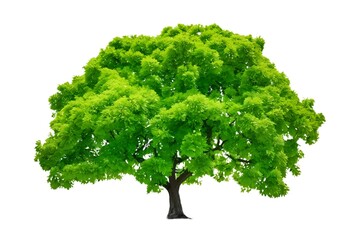 Fototapeta premium tree, isolated, nature, leaf, plant, branch, white, environment, forest, oak, summer, grass, single, leaves, spring, foliage, trees, wood, big, growth, illustration, park, trunk, garden, green