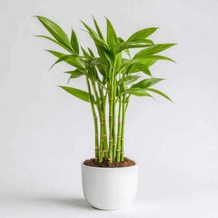 Green Bamboo Plant in White Pot for Home Decor