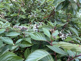 White berries of Cornus sericea (Redosier Dogwood or Creek Dogwood). Nature background