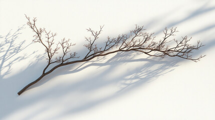 A gently curved dried branch casting soft shadows, with intricate natural detailing, on a white background