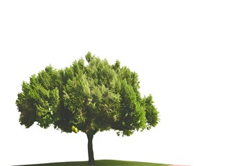 tree, isolated, nature, leaf, plant, white, branch, summer, single, environment, oak, leaves, forest, foliage, 3d, grass, spring, one, wood, life, trunk, season, growth, garden, green