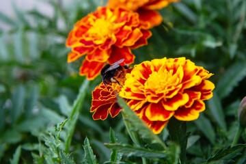 A detailed view of a bee on a vibrant marigold blossom
