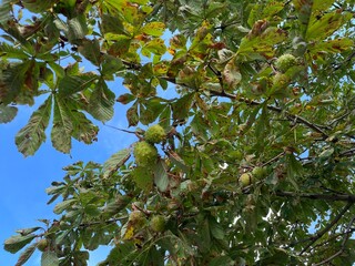 Chestnut tree with ripe fruits and green leaves against the blue sky