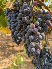 A lush cluster of white grapes, bathed in sunlight, hangs from a thriving vine. In the background, an agricultural landscape with trees and farming tools can be seen, creating a bucolic scene that evo