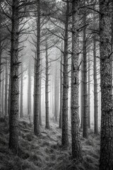 Black and white style of misty pine trees in a foggy forest, with a simple composition