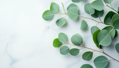 Fototapeta premium Eucalyptus leaves on a marble surface, showcasing their natural beauty.