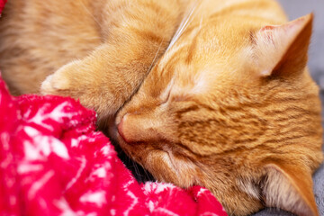Here is a close up of a peaceful cat peacefully sleeping on a red blanket