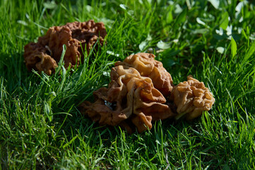 Gyromitra. Delicious summer forest mushroom. Cooking healthy natural food.