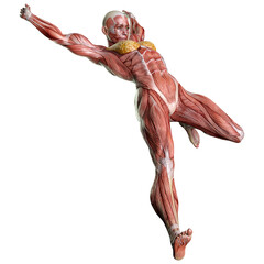 3D Rendering Female Anatomy Figure on White