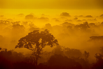 Naklejka premium Dawn rises over the rainforest canopy through a dense mist, Tambopata National Reserve, Peru - stock photo