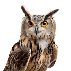 Obraz premium Majestic owl with striking orange eyes. transparent