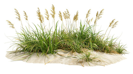 A coastal restoration project features a wave-like arrangement of sea oats and beach grass, designed to prevent erosion. The design is isolated on a PNG background. 