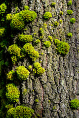 Horn calcareous moss or swan's-neck thyme-moss (Mnium hornum) growing on the bark of an oak tree (Quercus) warm sunlight. Macro close up of fresh green islands of tiny plants covering a grey trunk.