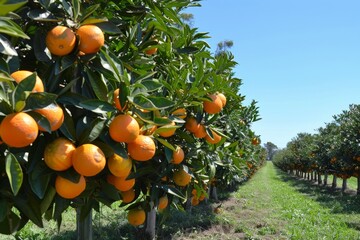 Orange trees on a farm on a sunny day. AI generative