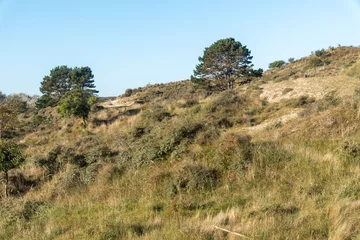 dune landscape on the dutch north sea