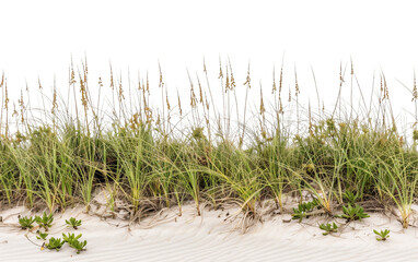 Ultra-clear image of a coastal restoration project featuring wave patterns of beach grass and sea oats against a PNG background. 