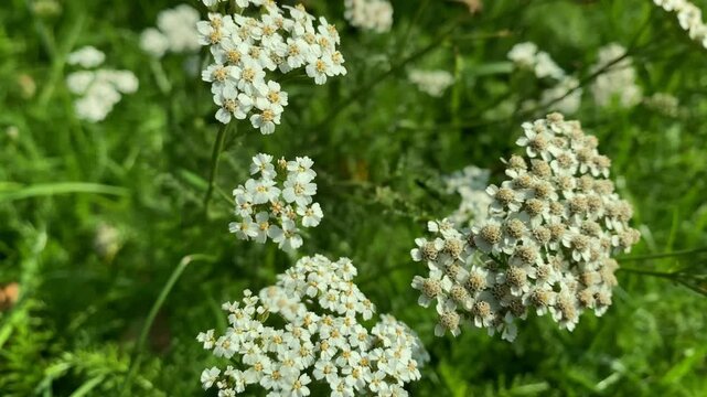 Flowering yarrow millefoil Achillea millefolium, a herbaceous plant from the aster family.