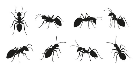 ant silhouettes on the white background
