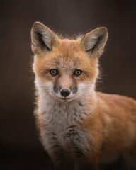 red fox cub