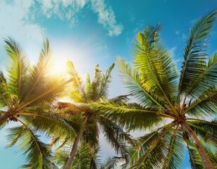 Exotic tropical palm trees at summer, view from bottom up to the sky at sunny day.