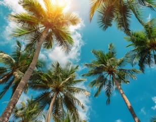 Exotic tropical palm trees at summer, view from bottom up to the sky at sunny day.