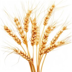 Wheat Ears on Transparent Background. 