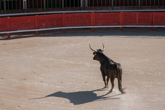 black bull in an arena for the Course camarguaise games