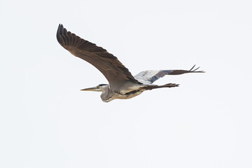 Fototapeta premium Grey heron Ardea cinerea in its natural habitat