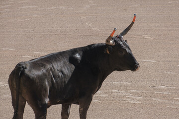 black bull in an arena for the Course camarguaise games