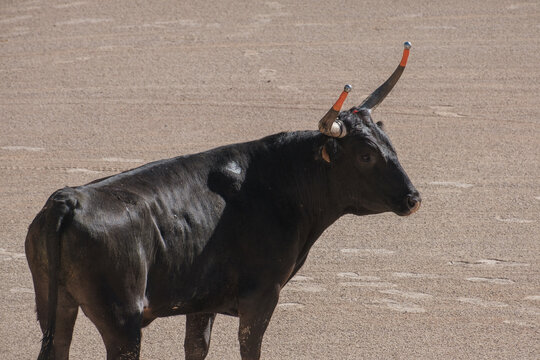 black bull in an arena for the Course camarguaise games