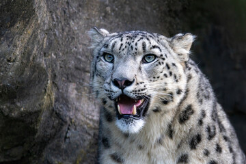 Obraz premium Closeup up of an adult male snow leopard, Panthera uncia. Portrait showing full face and bared teeth. Dark rocky background.