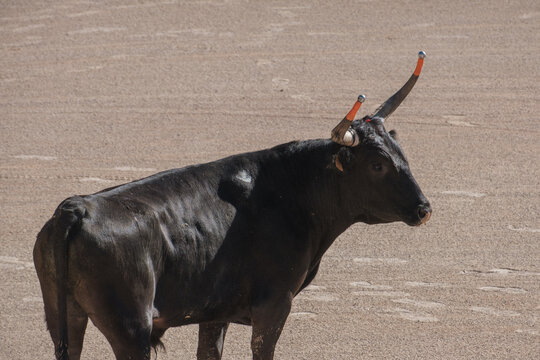 black bull in an arena for the Course camarguaise games