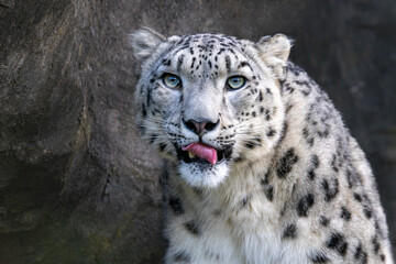Closeup up of an adult male snow leopard, Panthera uncia. Portrait showing full face and curled tongue. Dark rocky background.