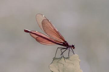 Libelle fliegt am Gartenteich.