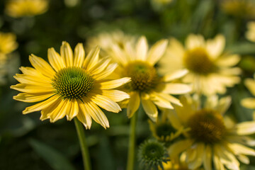 rudbeckia flowers in the garden - soft focus