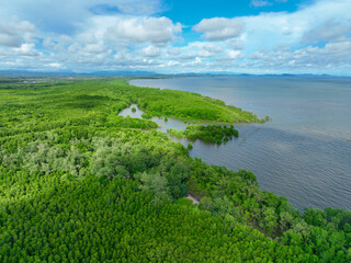 Lush green mangrove forest. Carbon sequestration and blue carbon ecosystem services. Critical for mitigating climate change impacts, habitat protection for marine species, and coastal defense efforts.