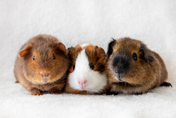 The guinea pig or domestic guinea pig, Cavia porcellus known as the cavy or domestic cavy. Three young pets in a row, breed called teddy, traditional American and non self short hair.